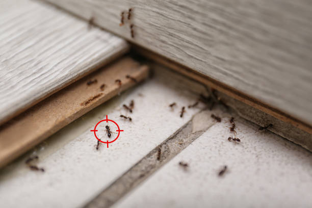 Trusted Cheyenne, WY Pest Control Experts